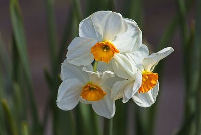 Close-up of white daffodil flower