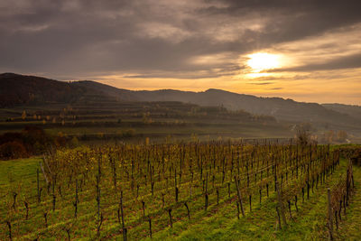 Scenic view of vineyard against sky during sunset