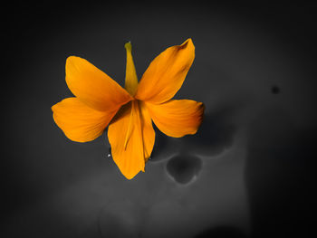 Close-up of yellow flower against orange background