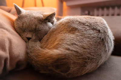 Close-up of cat sleeping