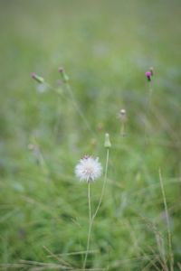 Close-up of flower growing outdoors