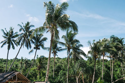 Low angle view of coconut palm trees against sky