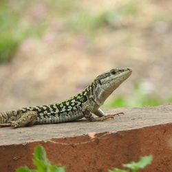 Side view of lizard on stone