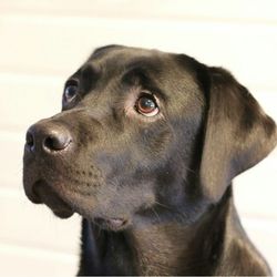 Close-up portrait of dog