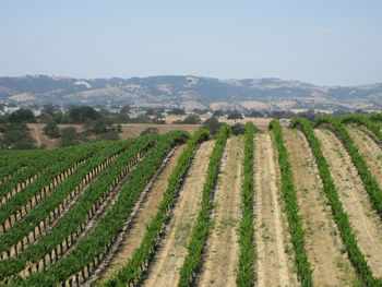 Scenic view of agricultural field