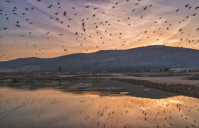 Flock of birds flying over calm lake by mountains against sky during sunset