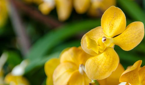 Close-up of yellow flowering plant