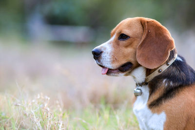 Close-up of dog looking away