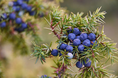 Close-up of berries growing on plant