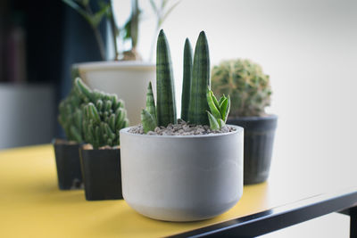 Close-up of potted plant on table