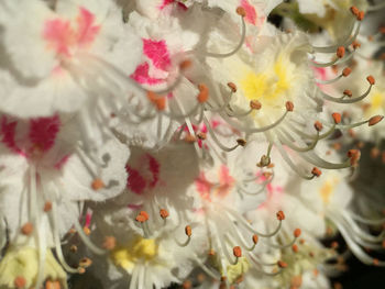 Close-up of pink flower blooming outdoors