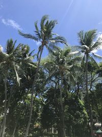 Low angle view of coconut palm trees against sky