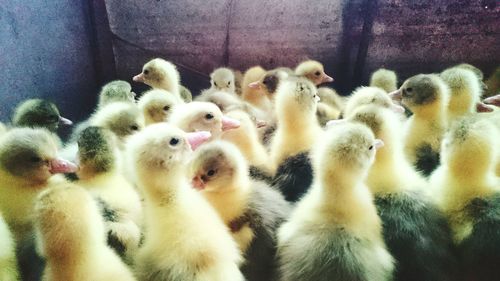 Close-up of ducklings