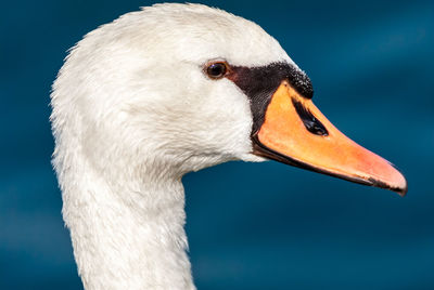 Side view close-up of swan