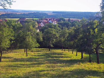 Trees on field