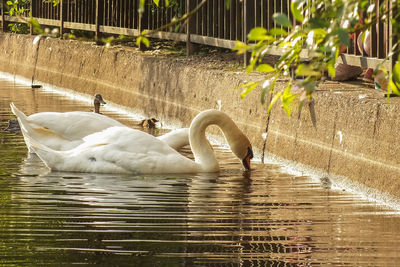 Swan swimming in lake