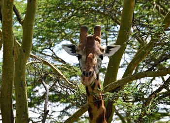 Low angle portrait of giraffe on tree