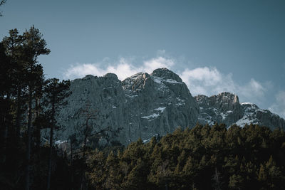 Low angle view of trees and plants against sky