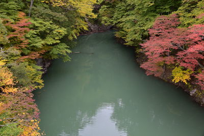 High angle view of river amidst trees in forest