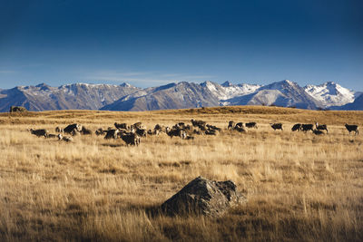 Mid distance view of sheep on grassy field against mountains