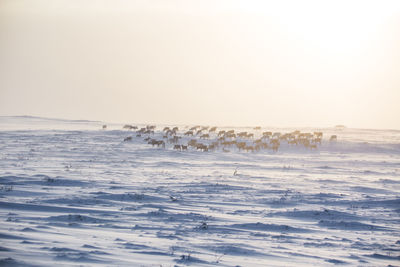 A beautiful evening landscape of a reindeer herd resting in the norwegian hills..