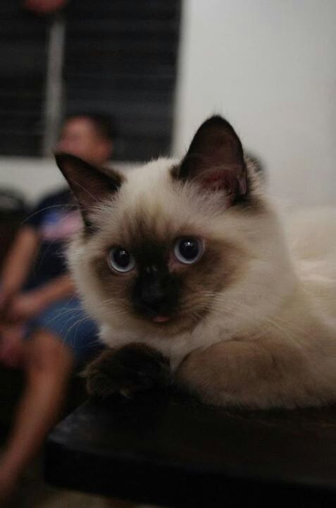 pets, animal themes, domestic animals, domestic cat, one animal, indoors, mammal, cat, portrait, looking at camera, feline, whisker, home interior, close-up, relaxation, focus on foreground, kitten, young animal, cute, selective focus