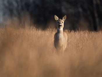 Portrait of lion standing on field