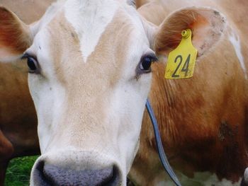 Close-up portrait of goat