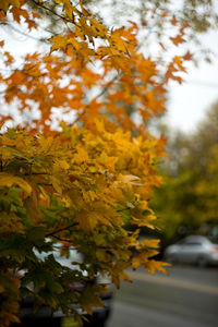 Close-up of maple tree during autumn