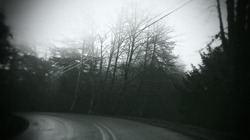 Road along trees