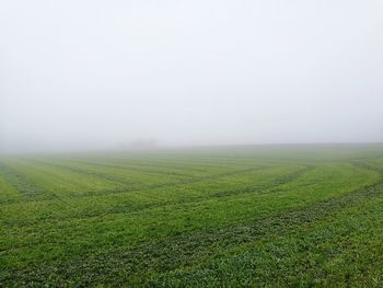 Scenic view of grassy field in foggy weather 