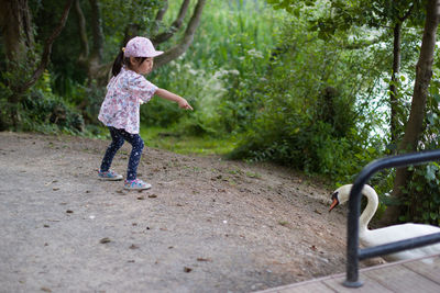  young girl feeding the swan in forest park 
