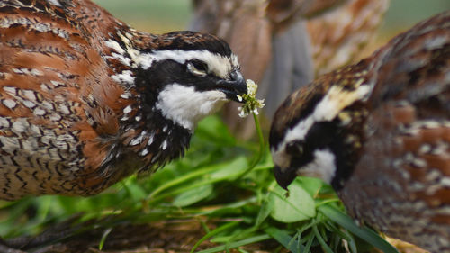 Close-up of birds eating plant