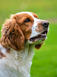 Close-up of dog looking away