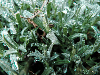 Close-up of water drops on leaf