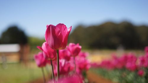 Close-up of pink flowering plants on field