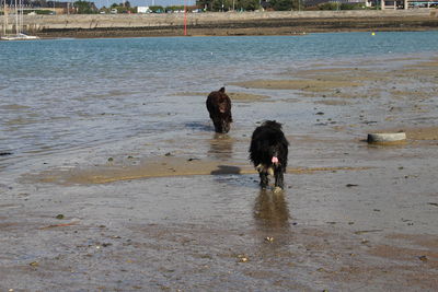 Dog on lake