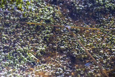 High angle view of grapes growing in vineyard