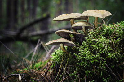 Close-up of mushroom growing on field