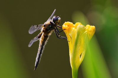 Close-up of dragonfly on yellow flower