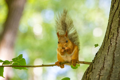 Close-up of squirrel on tree trunk