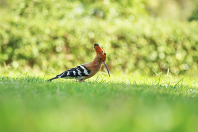 Close-up of a bird on field