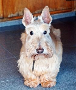 Close-up portrait of dog