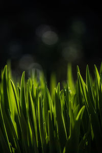 Close-up of fresh green plant