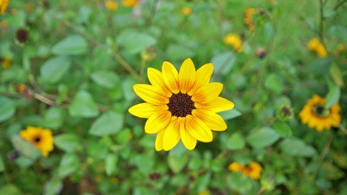 Close-up of yellow flowering plant