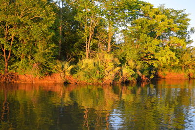 Reflection of trees in lake