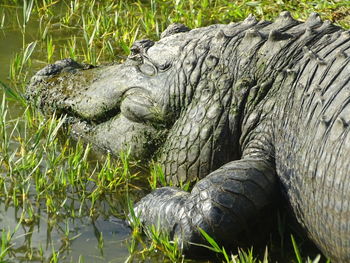 Close-up of crocodile in lake