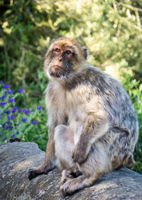 Close-up of monkey sitting on rock