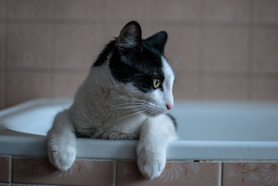 Close-up of kitten on bathtub while looking away in bathroom