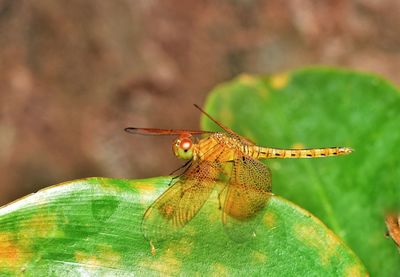 Close-up of dragonfly on leaf